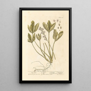 Water Clover Painting - Elizabeth Blackwell — framed artwork on a wall