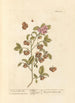 Thé Bohea ou Peco - Elizabeth Blackwell — artwork view