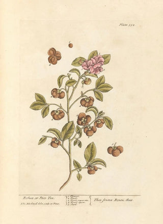 Thé Bohea ou Peco - Elizabeth Blackwell — artwork view