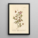 Thé Bohea ou Peco - Elizabeth Blackwell — framed artwork on a wall