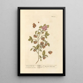 Thé Bohea ou Peco - Elizabeth Blackwell — framed artwork on a wall
