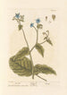 Bourrache - Elizabeth Blackwell — artwork view