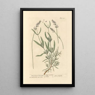Lavender painting with broad leaves - Elizabeth Blackwell — framed artwork on a wall