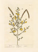 Genêt - Elizabeth Blackwell — artwork view