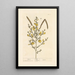 Genêt - Elizabeth Blackwell — framed artwork on a wall