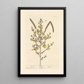 Genêt - Elizabeth Blackwell — framed artwork on a wall