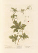Bryone - Elizabeth Blackwell — artwork view
