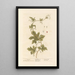 Bryone - Elizabeth Blackwell — framed artwork on a wall