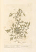 Cresson de porc ou cresson de porc-épic - Elizabeth Blackwell — artwork view
