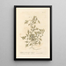 Cresson de porc ou cresson de porc-épic - Elizabeth Blackwell — framed artwork on a wall
