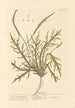 Plantain corne de cerf - Elizabeth Blackwell — artwork view