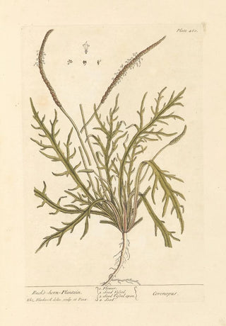 Plantain corne de cerf - Elizabeth Blackwell — artwork view