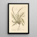Plantain corne de cerf - Elizabeth Blackwell — framed artwork on a wall