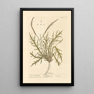 Plantain corne de cerf - Elizabeth Blackwell — framed artwork on a wall