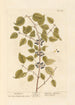 Nerprun - Elizabeth Blackwell — artwork view