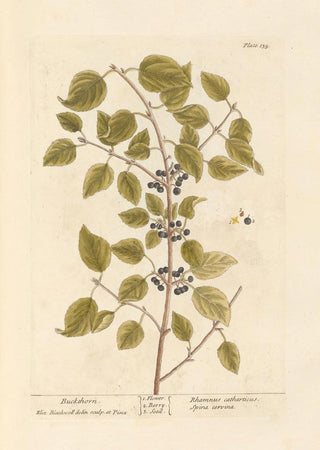 Nerprun - Elizabeth Blackwell — artwork view