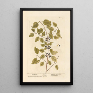 Nerprun - Elizabeth Blackwell — framed artwork on a wall