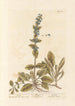 Bugle - Elizabeth Blackwell — artwork view