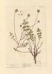 Pimprenelle - Elizabeth Blackwell — artwork view