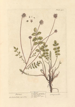 Pimprenelle - Elizabeth Blackwell — artwork view