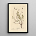 Pimprenelle - Elizabeth Blackwell — framed artwork on a wall