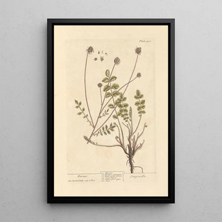 Pimprenelle - Elizabeth Blackwell — framed artwork on a wall