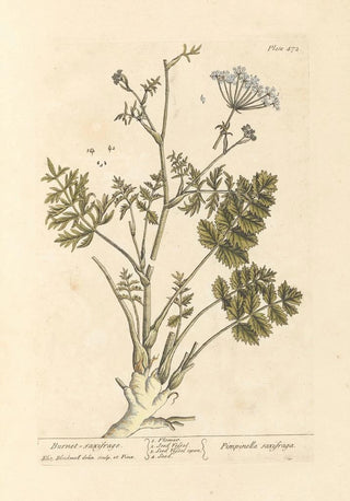 Saxifrage brûlée - Elizabeth Blackwell — artwork view
