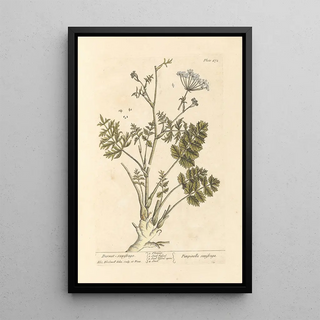 Saxifrage brûlée - Elizabeth Blackwell — framed artwork on a wall