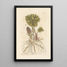 Pétasite - Elizabeth Blackwell — framed artwork on a wall
