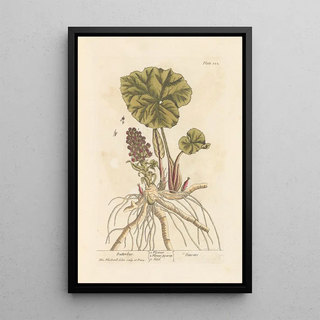 Pétasite - Elizabeth Blackwell — framed artwork on a wall