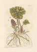 Pétasite - Elizabeth Blackwell — artwork view