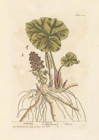 Pétasite - Elizabeth Blackwell — artwork view