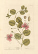 Câprier - Elizabeth Blackwell — artwork view