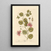 Câprier - Elizabeth Blackwell — framed artwork on a wall