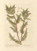 Blessed Thistle - Elizabeth Blackwell — artwork view
