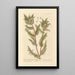 Blessed Thistle - Elizabeth Blackwell — framed artwork on a wall