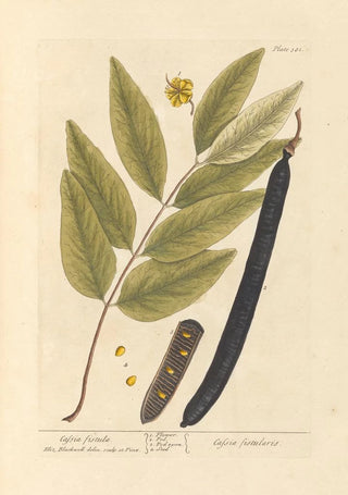 Elizabeth Blackwell - Cassia fistula.webp
