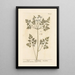 Chervil - Elizabeth Blackwell — framed artwork on a wall