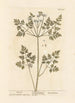 Chervil - Elizabeth Blackwell — artwork view