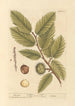 Chestnut - Elizabeth Blackwell — artwork view