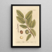 Chestnut - Elizabeth Blackwell — framed artwork on a wall