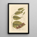 Root of China - Elizabeth Blackwell — framed artwork on a wall