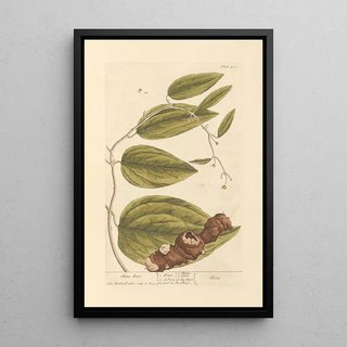 Root of China - Elizabeth Blackwell — framed artwork on a wall