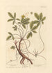 Potentille - Elizabeth Blackwell — artwork view