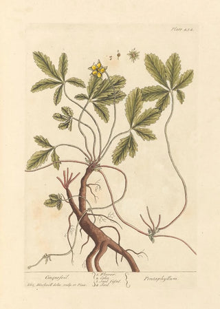 Potentille - Elizabeth Blackwell — artwork view