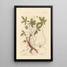 Potentille - Elizabeth Blackwell — framed artwork on a wall
