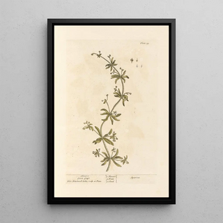 Gaillet gratteron - Elizabeth Blackwell — framed artwork on a wall