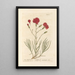 Carnation Clove - Elizabeth Blackwell — framed artwork on a wall