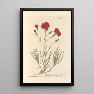 Carnation Clove - Elizabeth Blackwell — framed artwork on a wall