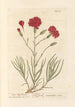 Carnation Clove - Elizabeth Blackwell — artwork view